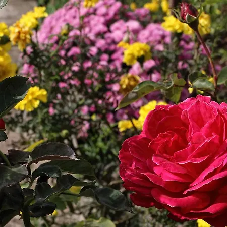 Boutique Parnassia 4* Αράχωβα